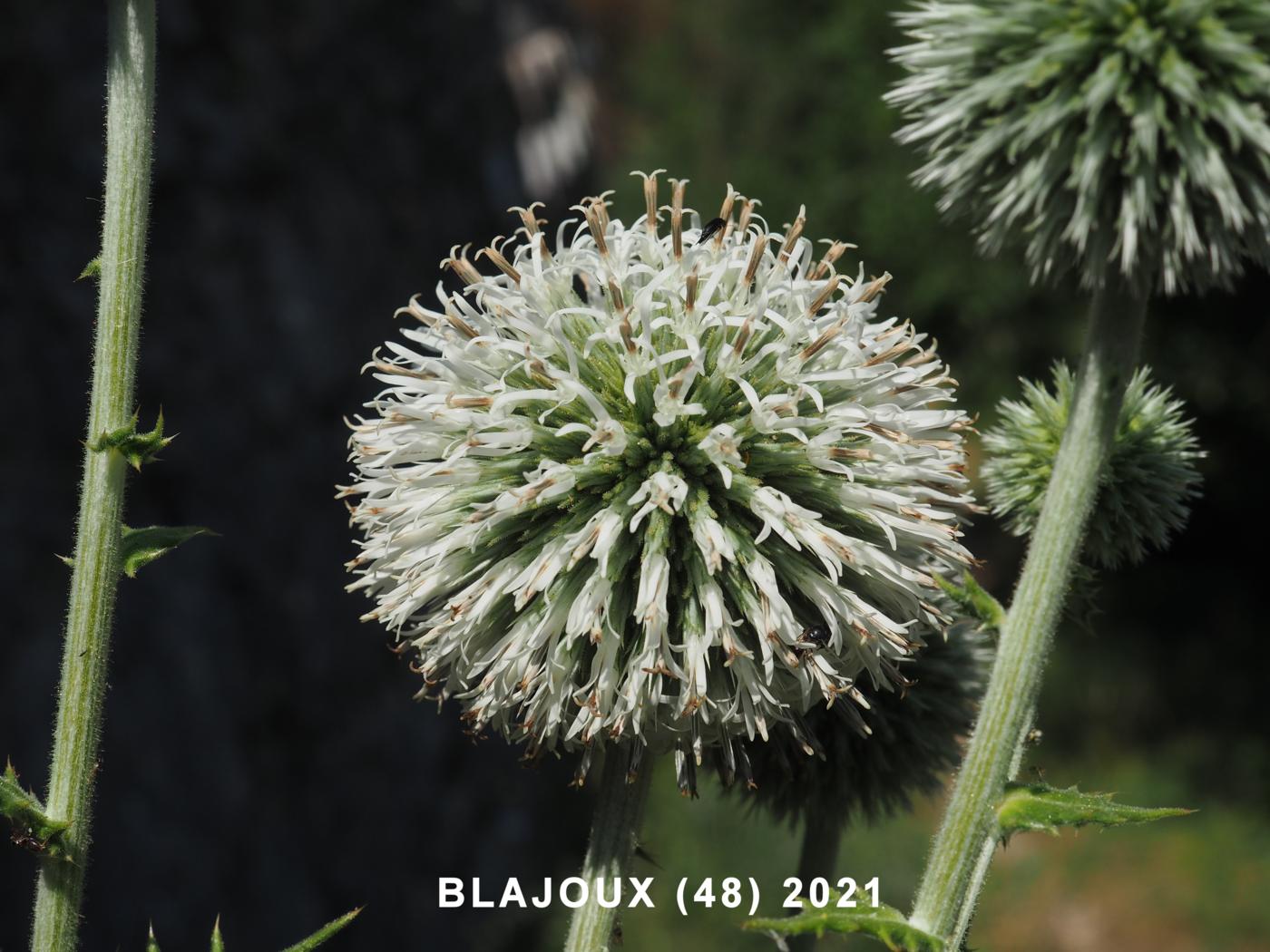 Globe-thistle, Pale flower